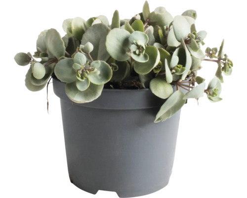 Fetthenne FloraSelf Sedum 'Superstar' H 5-30 cm Co 3 L