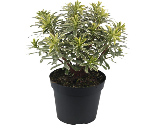 Wolfsmilch FloraSelf Euphorbia characias subsp. wulfenii 'Silver Swan' H 5-20 cm Ø 15 cm Topf Wolfsmilch FloraSelf Euphorbia characias subsp. wulfenii 'Silver Swan' H 5-20 cm Ø 15 cm Topf