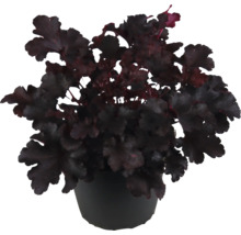 Heuchera in einem Topf