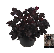 Heuchera Pflanze im Topf