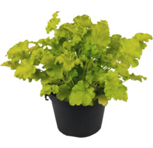 Heuchera Pflanze in einem Topf