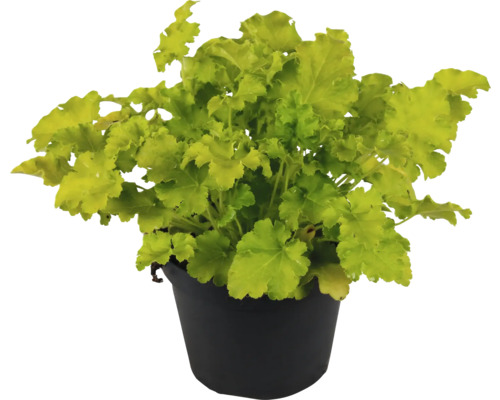 Purpurglökchen FloraSelf Heuchera 'Indian Summer Lime' H 5-20 cm Ø 15 cm Topf Heuchera Pflanze in einem Topf