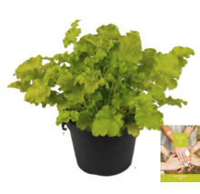 Heuchera Pflanze im Topf