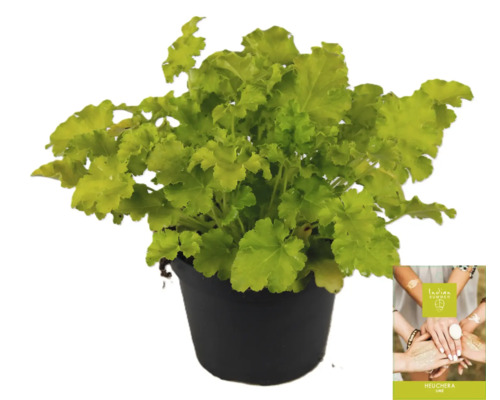 Heuchera Pflanze im Topf