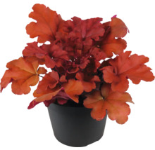 Heuchera Pflanze in einem Topf