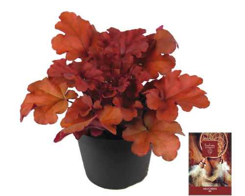 Purpurglöckchen Pflanze im Topf