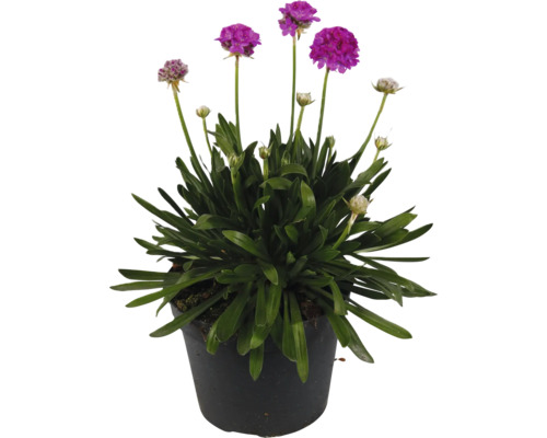 Armérie maritime 'Dreameria'® FloraSelf Co 1 l