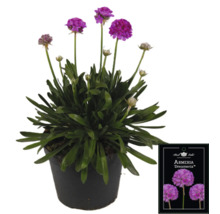Oeillet maritime Dreameria en pot