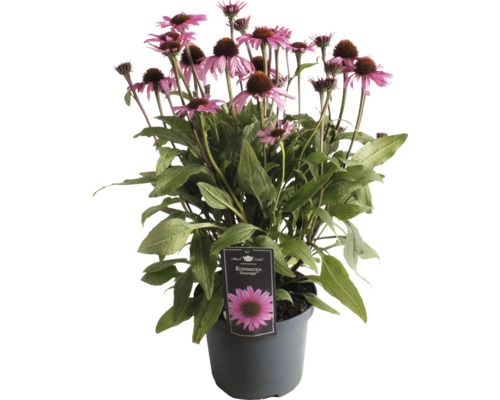 Sonnenhut FloraSelf Echinacea 'Premium Blush' Co 3 L