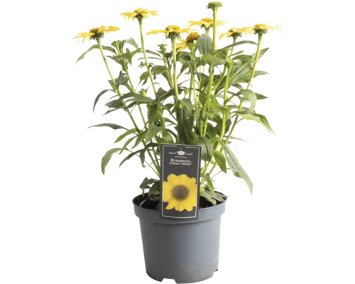 Échinacée FloraSelf Echinacea 'Premium Yellow' Co 3 l