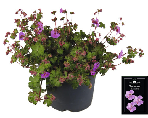 Géranium Karmmina dans un pot