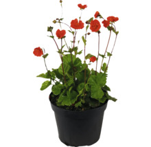 Oeillet des jardins en pot avec des fleurs rouges et des feuilles vertes.