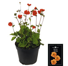 Geum Orange plante en pot