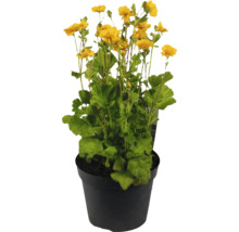 Pot de fleurs avec des fleurs de benoîte jaune