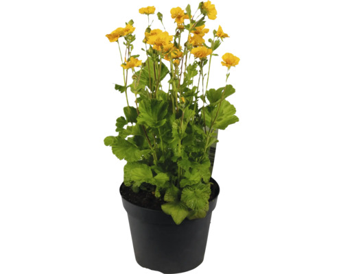 Blumenkasten mit gelben Nelkenwurz Blüten