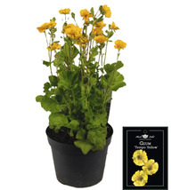 Geum Tempo jaune en pot
