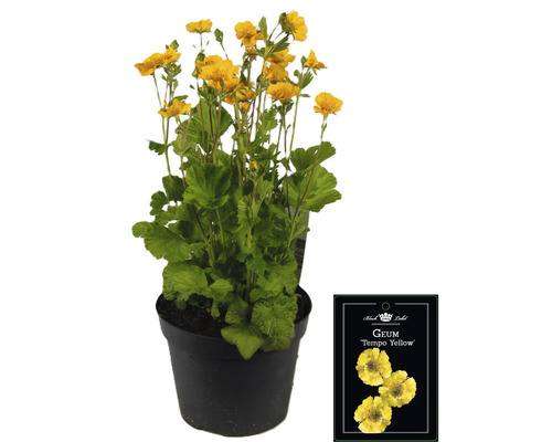 Gelbe Geum Tempo Staude im Topf