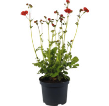 Oeillet des jardins en pot avec des fleurs rouges