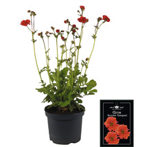Geum Scarlet Tempest en pot