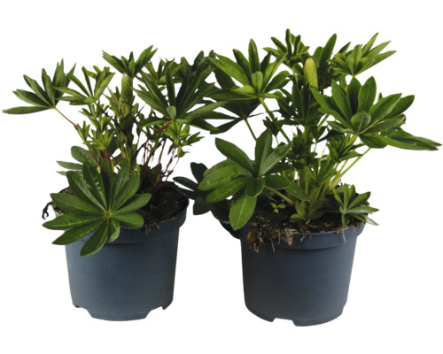 Braunelle FloraSelf Prunella hybride Purple Co 3 L