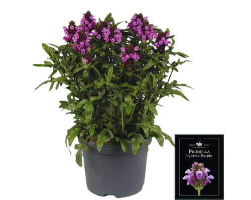 Prunella hybrida Purple Pflanze im Topf