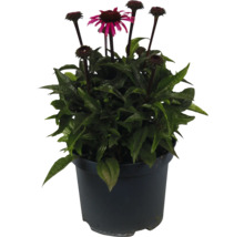 Plante de rudbeckie dans un pot