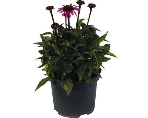 Échinacée FloraSelf Echinacea ‘Awake' Co 3 l