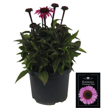 Echinacea ''Premium Pink'' en pot avec une étiquette de plante