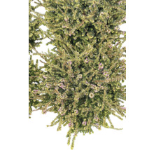 Callune avec de petites fleurs violettes