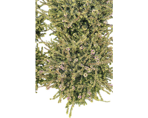 Callune avec de petites fleurs violettes