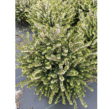 Gros plan d''une plante d''Erica herbacea en fleurs