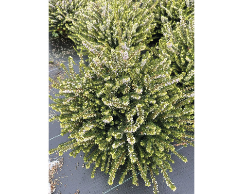 Gros plan d''une plante d''Erica herbacea en fleurs