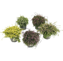 Diverses bruyères en pot