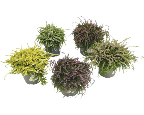 Diverses bruyères en pot