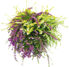 Bruyère fleurie avec des fleurs violettes, vertes et blanches