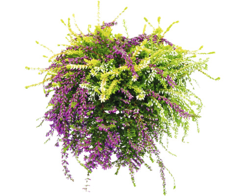Bruyère fleurie avec des fleurs violettes, vertes et blanches