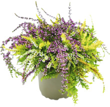 Bruyère en pot avec des fleurs violettes, vertes et blanches