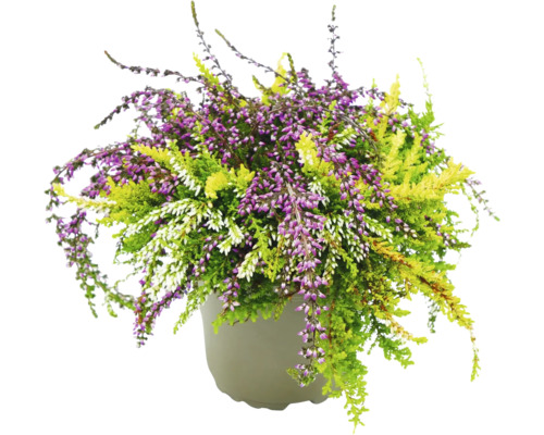 Bruyère en pot avec des fleurs violettes, vertes et blanches