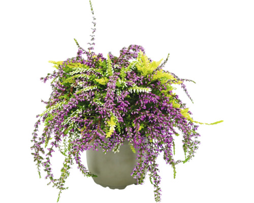 Pot avec des bruyères