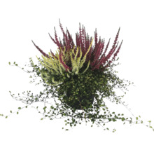Vue d''une plante en pot avec des inflorescences vertes et rouges.