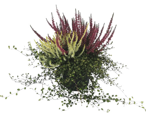 Vue d''une plante en pot avec des inflorescences vertes et rouges.