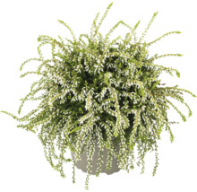 Bruyère en pot