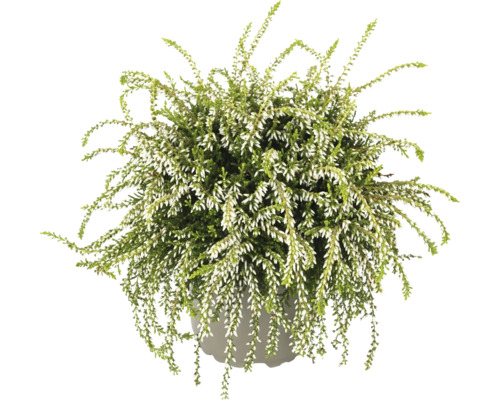 Bruyère en pot