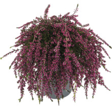 Pot avec plante de bruyère avec fleur