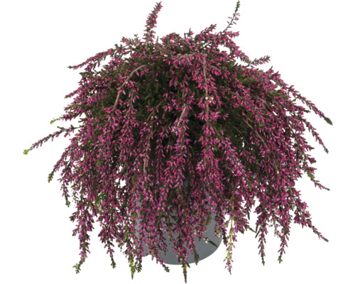 Pot avec plante de bruyère avec fleur