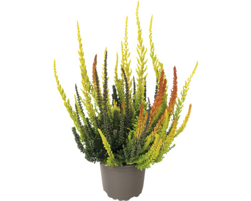 Bruyère commune en pot