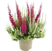 Pot de plantes de bruyère avec des fleurs vertes, blanches et roses