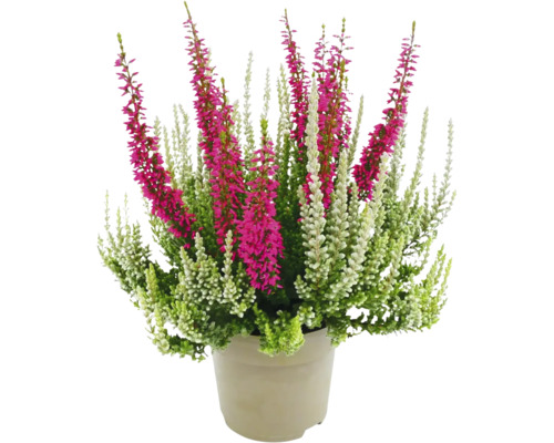 Pot de plantes de bruyère avec des fleurs vertes, blanches et roses
