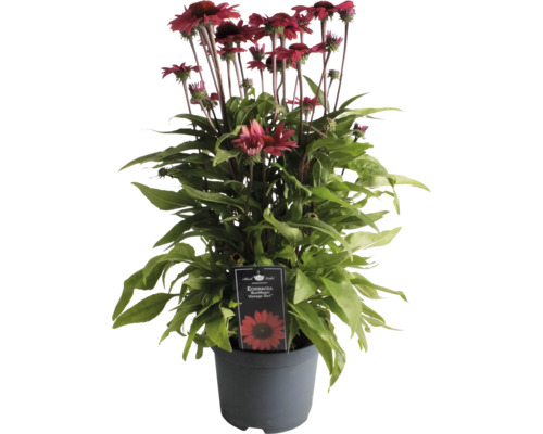 Rudbeckia ''SunMagic Vintage Red'' en pot