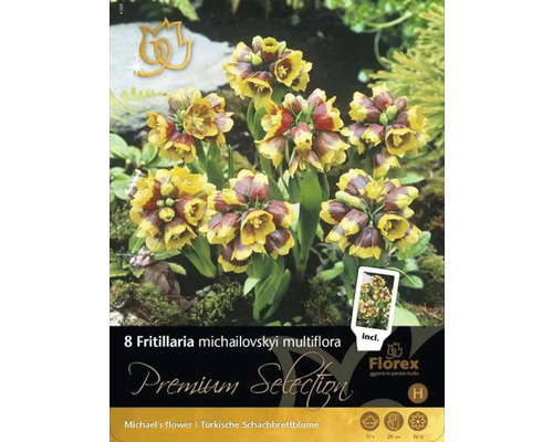 Paquet de huit bulbes de Fritillaria michailovskyi multiflora